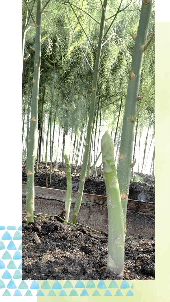 極上あまうまアスパラガス