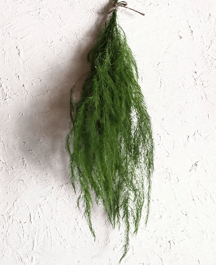 アスパラスワッグ